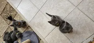 Kitten 8 wochen alt abzugeben demnächst  Bild 4