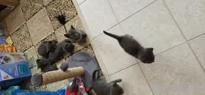 Kitten 8 wochen alt abzugeben demnächst  Bild 3