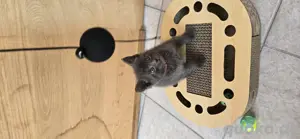 Kitten 8 wochen alt abzugeben demnächst  Bild 2
