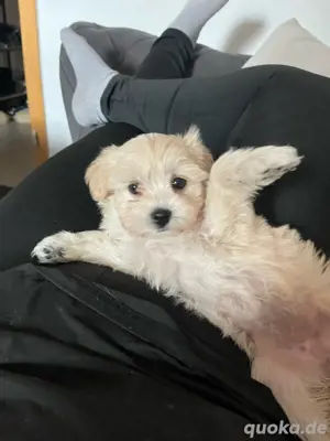 malteser bichon welpin 