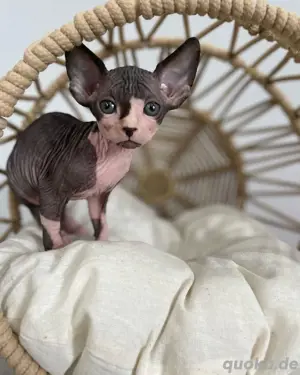 Flauschige & lustige kanadische Sphynx Kätzchen Kontakt über WhatsApp= 4  9  15213434302 