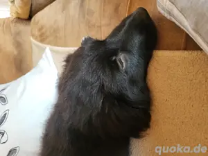 Bordercollie x Bordercollie Labrador Noch 1 Rüde!