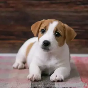 Jack-Russell-Welpen zur Adoption