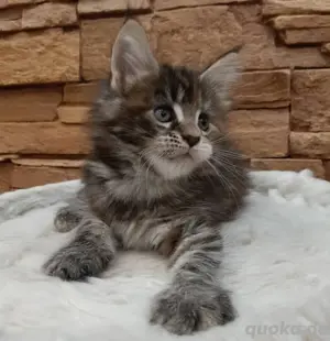 Kuschelige Maine-Coon-Kätzchen Schönheiten Kontakt über WhatsApp= 4  9  15213434302 