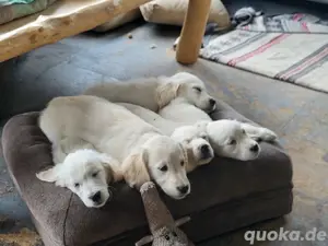 Golden Retriever Welpen