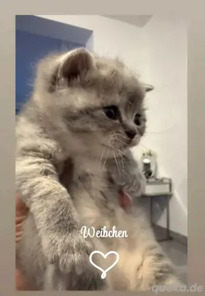 Bkh Babykatze Britische Baby Katzen