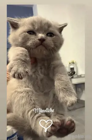 Bkh Babykatze Britische Zuckersüße Katzenbaby 