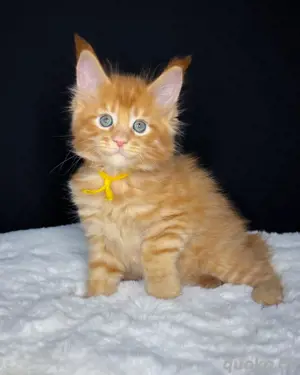 Kuschelige Maine-Coon-Kätzchen Schönheiten Kontakt über WhatsApp= 4  9  15213434302 