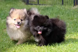 Pomeranian Zwergspitzwelpen Bärchengesichter mit Ahnentafel können ausziehen