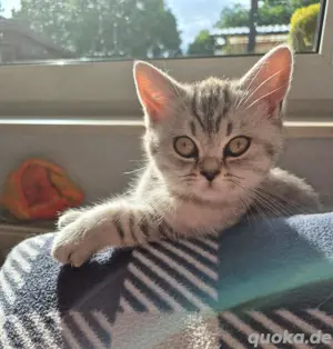 BKH Kitten (Abgabebereit)