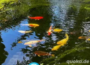 Wunderschöne Koi zu Verkaufen