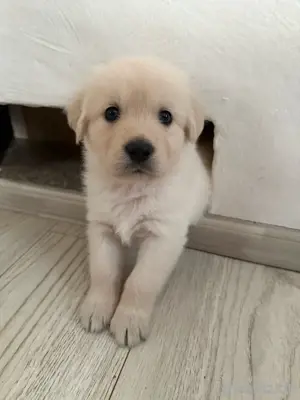 Ein ganz besonderes Hundemädchen sucht ihr Zuhause fürs Leben     
