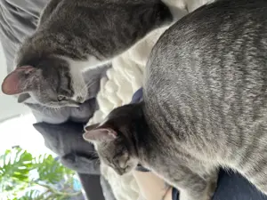 2 Kater (Brüder)   suchen ein Zuhause, inkl. Zubehör