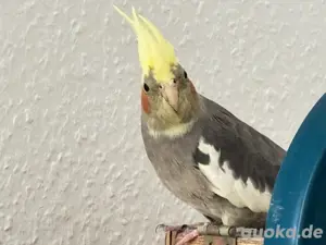 ein paar Nymphensittiche als zuchtpaar sucht nuezuhause Bild 4