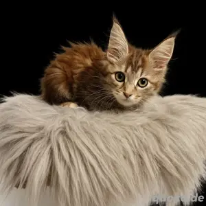 reinrassige Maine Coon Kitten abzugeben
