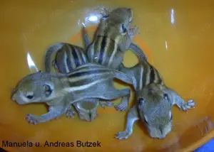  Junge Baumstreifenhörnchen Streifenhörnchen Tamiops