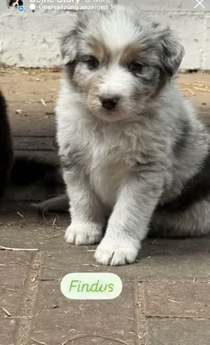Australian Shepherd Welpen mit Papieren