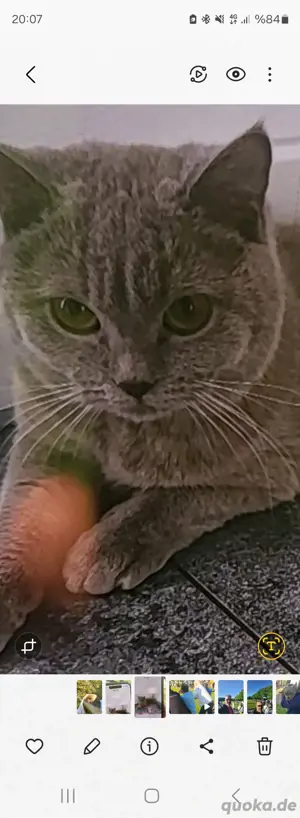 Ceto katze