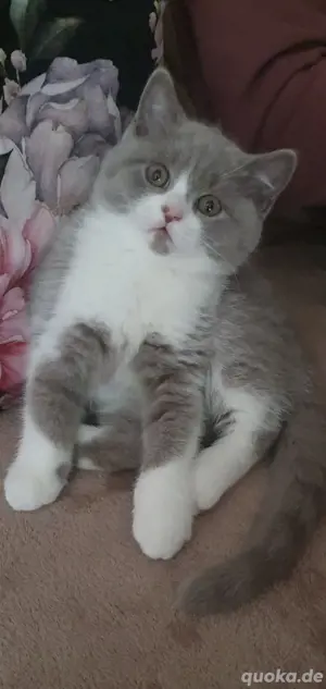 BKH Kater!