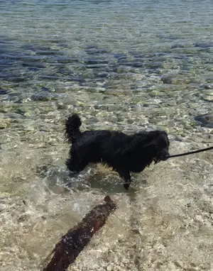 Anfängerhund Rüde 7,5Mon 15kg 40cm Ausreise nach Adoption VOM  Hundetrainer