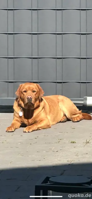 Labrador Hündin sucht ein neues zuhause  Bild 2