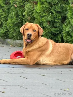 Labrador Hündin sucht ein neues zuhause 