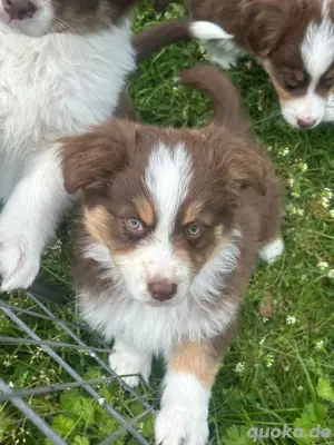 Mini Australian Shepherd Welpen
