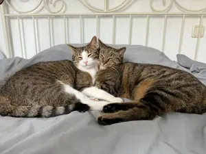  Zwei liebevolle Katzen suchen neues Zuhause