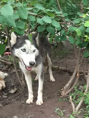 Luna braucht ein richtiges Zuhause