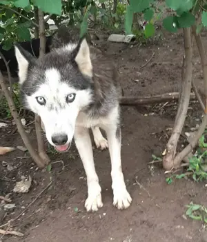 Luna braucht ein richtiges Zuhause Bild 7