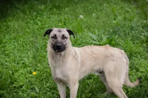 *VITO* - Der Rüde ist neugierig, aktiv, er geht toll an der Leine und sucht Abwechslung 