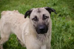 *VITO* - Der Rüde ist brav, neugierig und aktiv und sucht unternehmungslustige Familie