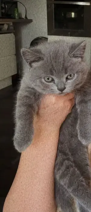 Reinrassige Bkh kitten 
