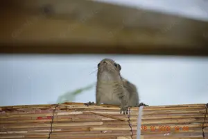 Baumstreifenhörnchen  Bild 2