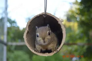 Baumstreifenhörnchen  Bild 3