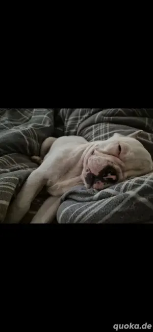 4 Monate alte Französische Bulldogge 