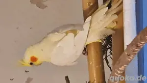 nyphensittiche   