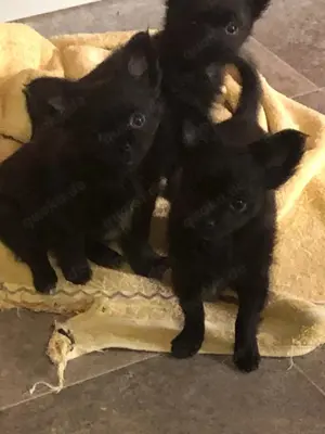 Lack Schwarze Chihuahua welpen Bild 2
