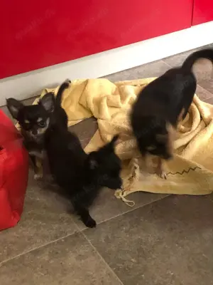 Lack Schwarze Chihuahua welpen Bild 5