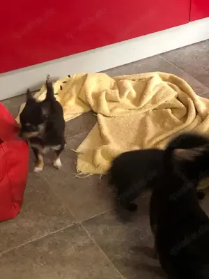 Lack Schwarze Chihuahua welpen Bild 4