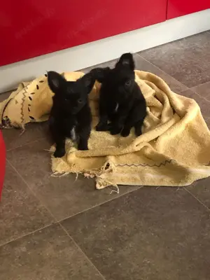 Lack Schwarze Chihuahua welpen Bild 6