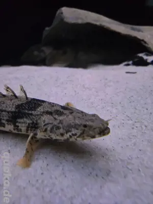 Polypterus endlicherii, Flösselhecht,2Tiere