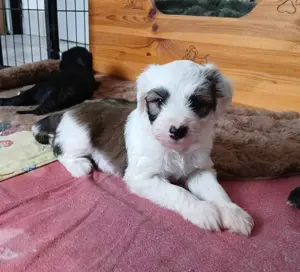 Tibet Terrier Welpen