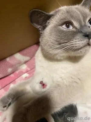 Britische Katze