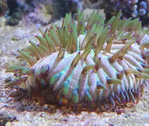Meerwasser rainbow Fungia 