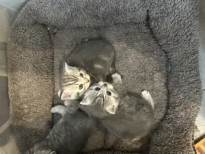 BKH Kitten Katzenbaby