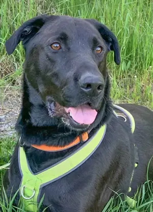 Nicki - 4 Jahre - Perro de Pastor Mallorquin - Tierhilfe Franken e.V. Bild 9