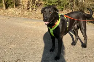 Nicki - 4 Jahre - Perro de Pastor Mallorquin - Tierhilfe Franken e.V. Bild 4