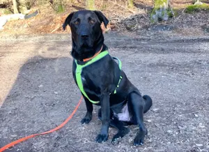 Nicki - 4 Jahre - Perro de Pastor Mallorquin - Tierhilfe Franken e.V. Bild 8