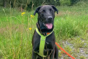 Nicki, 4 Jahre - Perro de Pastor Mallorquin - Tierhilfe Franken e.V.